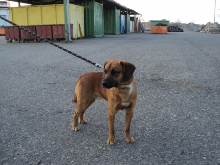 Světle hnědý kříženec